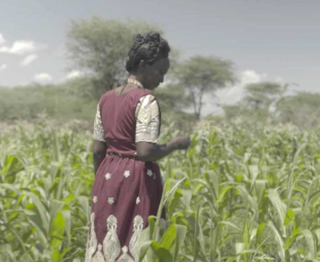 Provivi and Bill and Melinda Gates Foundation - Corn Farmer in Kenya