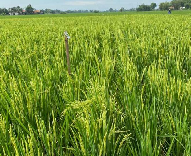 Provivi and Syngenta Crop Protection launch pheromone-based Nelvium™ to control detrimental rice pests